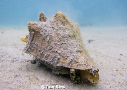 Keep on trucking!

Conch lugging around his "casa."

... by Ron Rico 